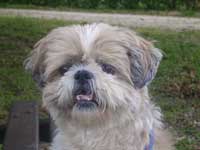 Photographie de la shih-tzu Nova utilise pour la composition du tableau